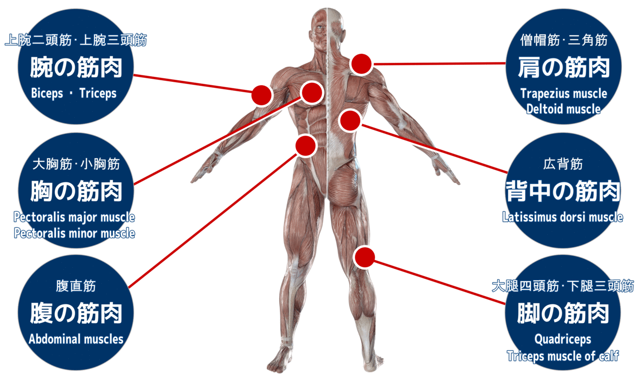 筋肉の部位別トレーニングについて